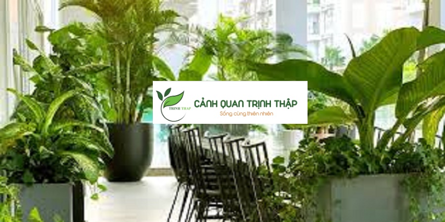 Cho Thuê Cây Xanh Tại Hà Nội Hiện nay