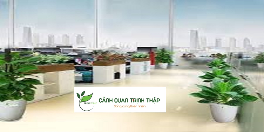 Thuê Cây Cảnh Văn Phòng Tại Hà Nội Uy Tín